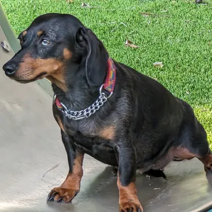 Florida Dogs preview